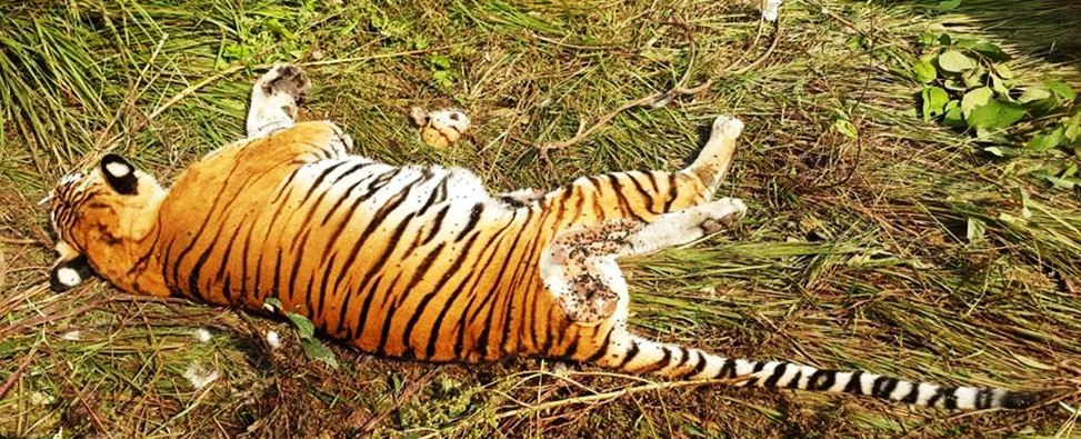 पाटे बाघ मृत अबस्थामा फेला