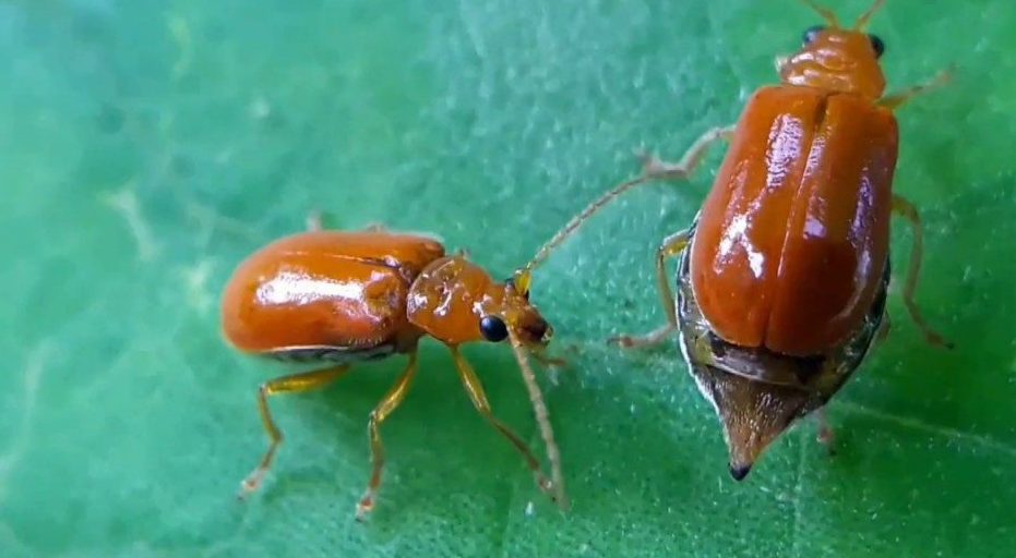 चौरजहारी नगरपालिकामा लगाइएको धानमा खपटे किराको प्रकोप